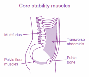 core_stability_muscles